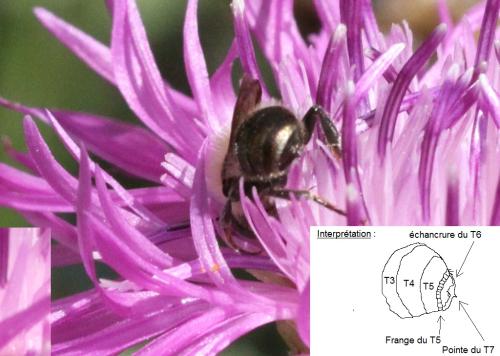 Osmia sp.
